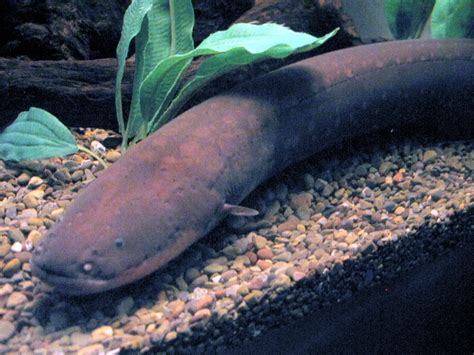 How Do Electric Eels Work Complete Guide