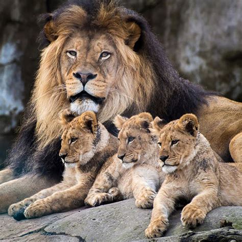 89 Best Big Cats Male Lionslionesscubs Images On