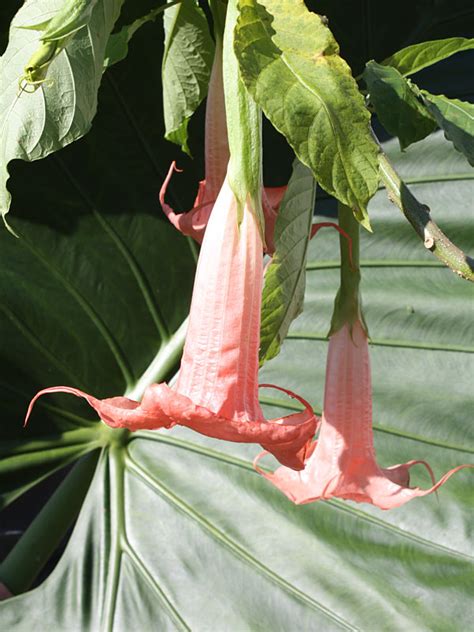 Ann Sessions Angel Trumpet Plant Brugmansia Real Tropicals