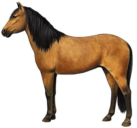 spanish barb horse horses horse breeds animals  pets