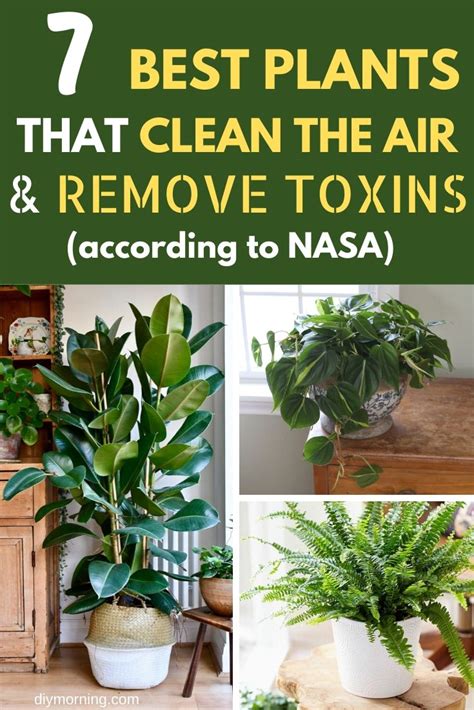 7 Best Indoor Plants That Clean The Air And Remove Toxins Nasa Study
