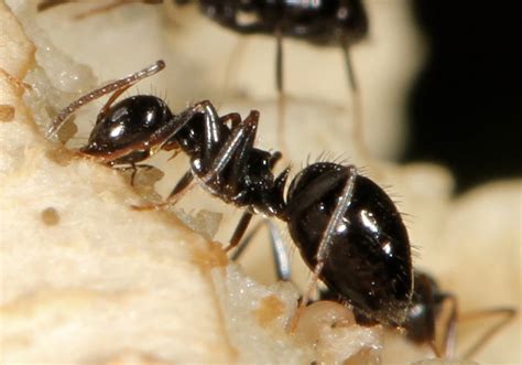 African Black Sugar Ant Agriculture And Food