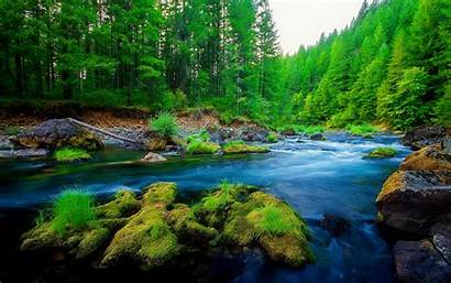 Forest Nature River Pine Rock Wallpapers13