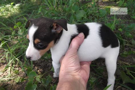 Ozzie Rat Terrier Puppy For Sale Near Springfield Missouri