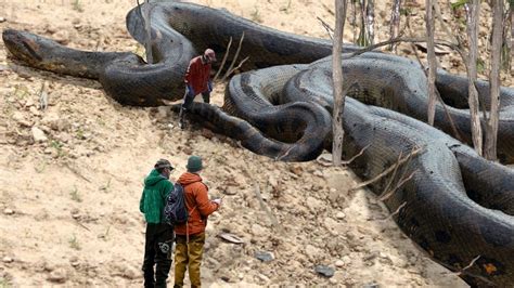 Most Terrifying Huge Snake Experiences That Will Make You Shudder Video
