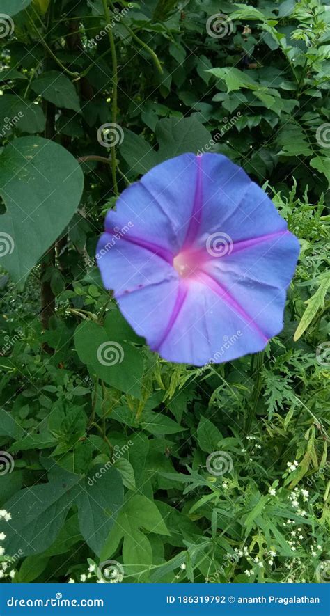 Violet Round Flower Stock Photo Image Of Purple Garden 186319792