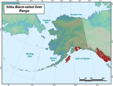 Sitka Black Tailed Deer Hunting Information Alaska Department Of Fish