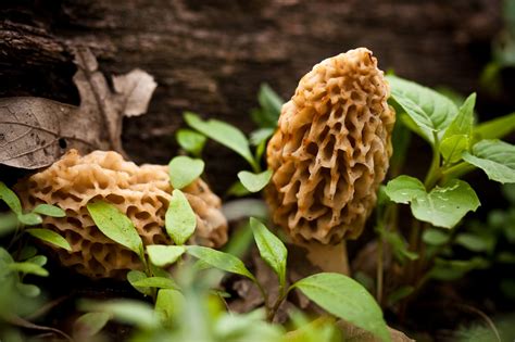 Missouris Morel Mushroom Hunting Season Begins