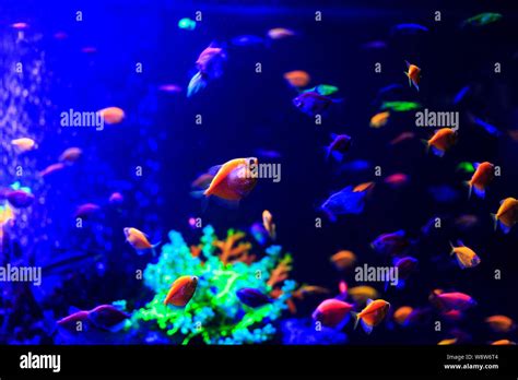 Deep Sea Fish Dark Hi Res Stock Photography And Images Alamy
