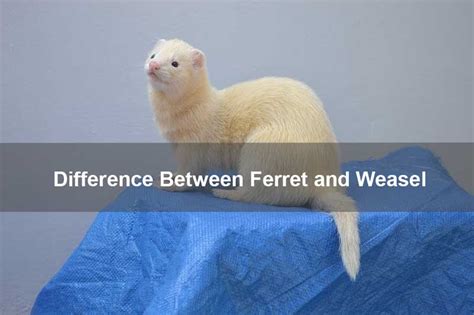 Main Difference Between A Ferret And A Weasel Petfriendlypdx
