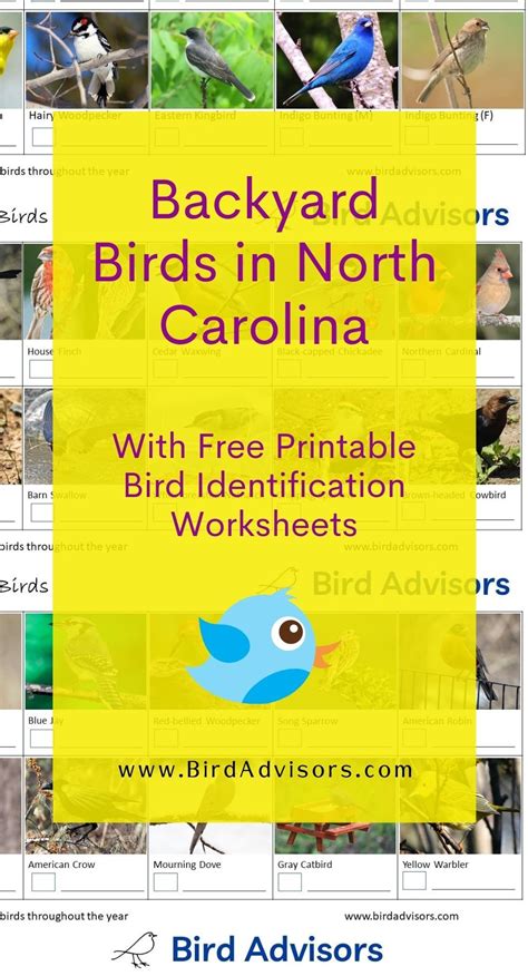 Backyard Birds In North Carolina With Free Bird Identification And Tally Worksheets Identifying