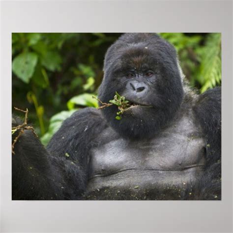 Mountain Gorilla And Aging Silverback Poster Zazzle