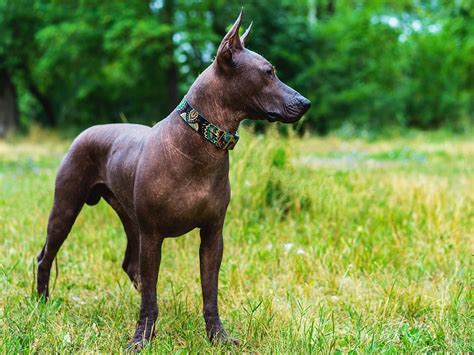 Whats The Price Of A Xoloitzcuintli In 2023 Spot