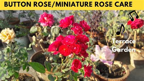 Button Rose Care Tips For Care Of Miniature Roses