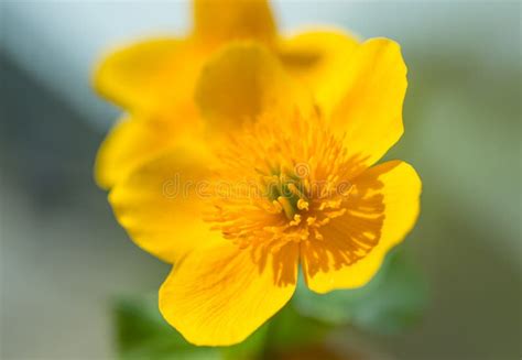 Yellow Spring Flowers Growing Stock Image Image Of Macro Fuzzy