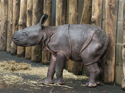 West Midland Safari Park Announces Historic Birth Of Baby Indian Rhino