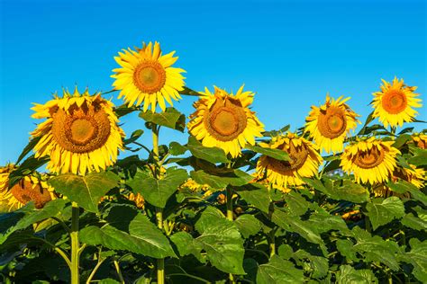 Maryland Sunflowers Stephen L Tabone Nature Photography