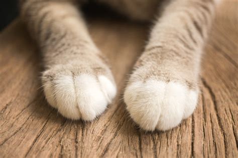 Un Par De Lindas Patas De Gato Foto Premium