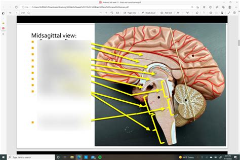 Midsagittal View Of The Brain Human Anatomy Diagram Quizlet