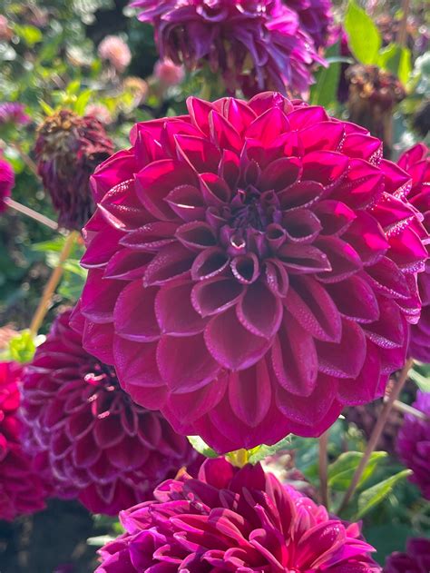 Diva Dahlia Tuber