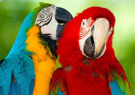 830687 Birds Parrots Ara Genus Branches Rare Gallery Hd Wallpapers
