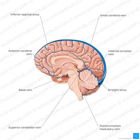 Veins Of The Brain Anatomy And Clinical Notes Kenhub