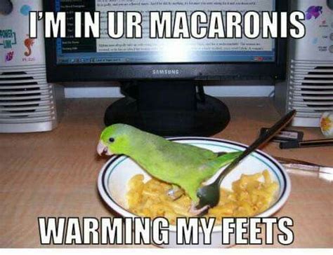 15 Lol Parrot Memes For You To Enjoy I Can Has Cheezburger