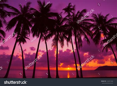 Palm Trees Silhouette Sunset On Tropical Stock Photo