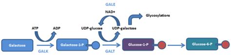 Metabolic Pathways Of Galactosemia Glowriters