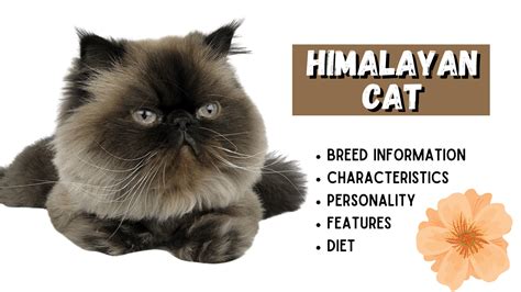 Himalayan Cat Breed Information The Hybrid Beauty