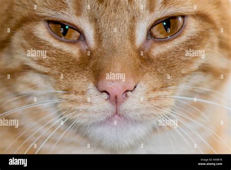 Close Up Of A Ginger Tabby Cat Stock Photo Alamy