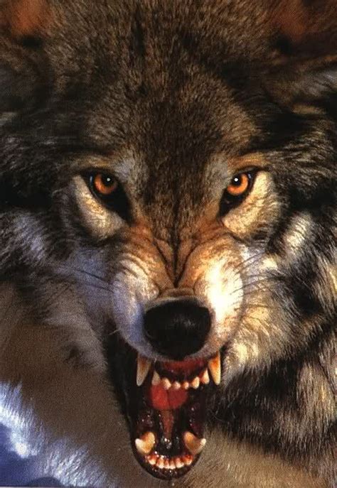 Wolf Growling Snarling Wolf Large Closeup Bares Fangs Image From
