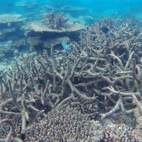Polluted Coral Reefs