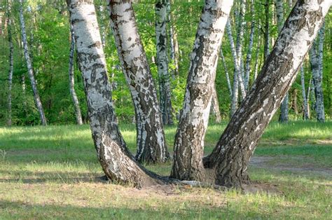 Birch Trees Stock Photo Image Of White Viewpoint Nature 22714716