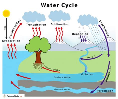 Water Cycle Definition And Steps Explained With Simple Diagram