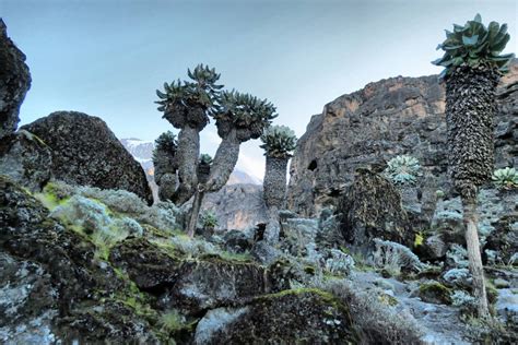 Pionierami, którzy jako piersi zdobyli „górę gór afryki byli hans meyer oraz. Kilimandżaro - Wejście na szczyt, to dopiero początek ...