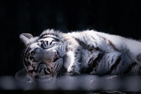 Sleeping White Tiger Sleeping White Tiger Reonis Flickr