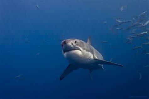 Great White Shark Facts For Kids Great White Shark Habitat And Diet