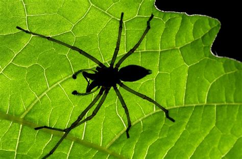 Doch dass die tödliche gefahr von. Ammen-Dornfinger-Spinne: Giftige Spinne breitet sich in ...