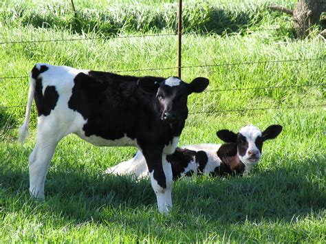 Calves Free Photo Download Freeimages