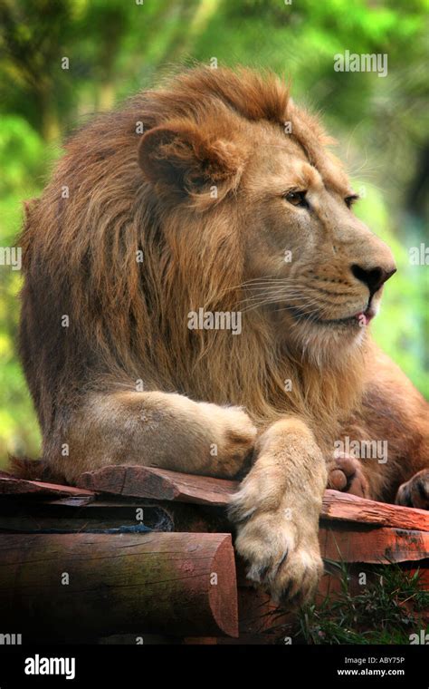 Portrait Of A Male Lion Adult Fully Grown With Mane Lying Down Relaxing