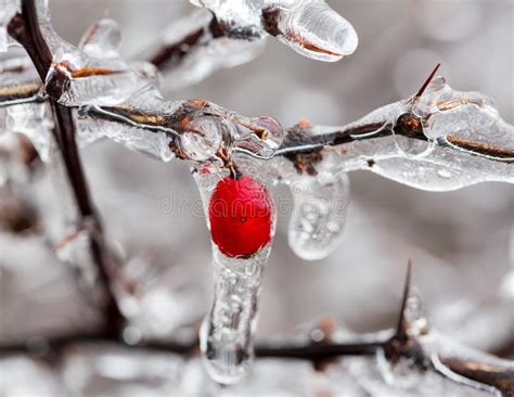Ice Covered Branches Start To Melt To Icicles Stock Image Image Of