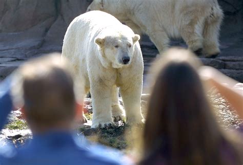 Polar Bear Attack Zoo