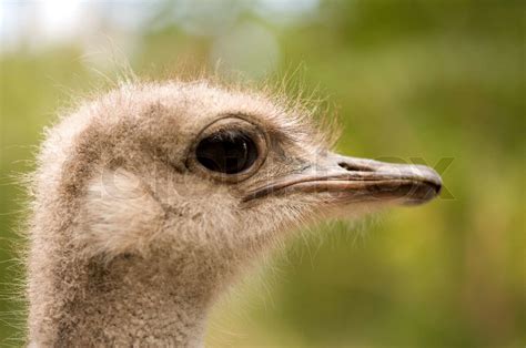A Full Photo Of A Ostrich Face Close Up Stock Image Colourbox