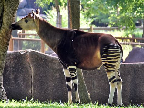 Okapia Johnstoni Okapi In St Louis Zoological Park
