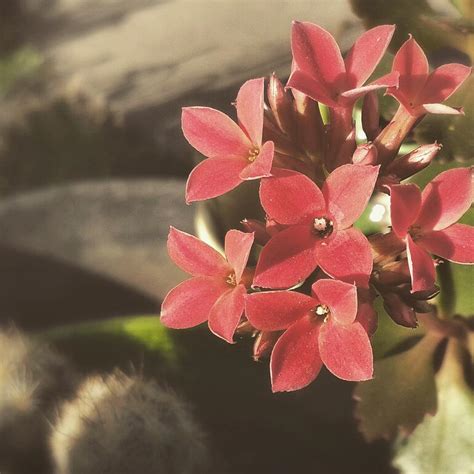 Blooming Pretty Little Flowers Photograph By Cassie Peters