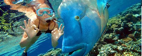 The Jack Cairns Great Barrier Reef Snorkeling Diving Scuba Tours The