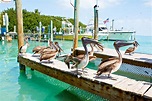 11 Top Things to Do in Key Largo, FL - Your Travel Guide