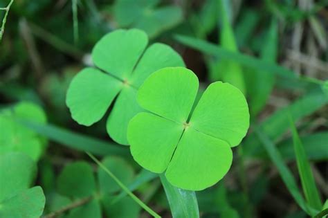 Premium Photo Pair Of Vibrant Green Four Leaf Clovers In The Field