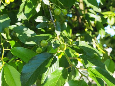 Young Cherry Branch Green Unripe Fruits Fruit Tree Stock Image